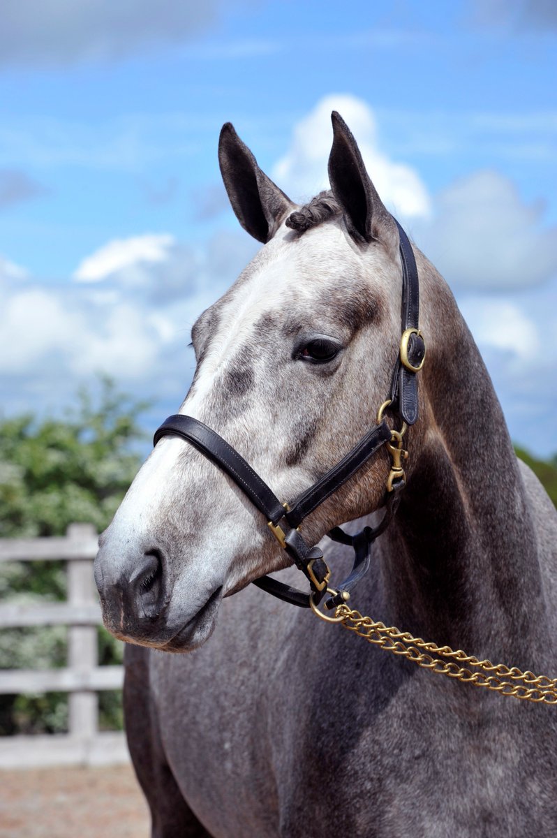 EquiInfluence's tweet photo. As the countdown begins to the @BolesworthInt Young Horse Championships, the show is celebrating the very best of British breeding, with the chance to WIN a truly unique prize - a British bred 3-year-old by Arkol!
https://t.co/XiAVscVIIz https://t.co/tH54hFwtYp