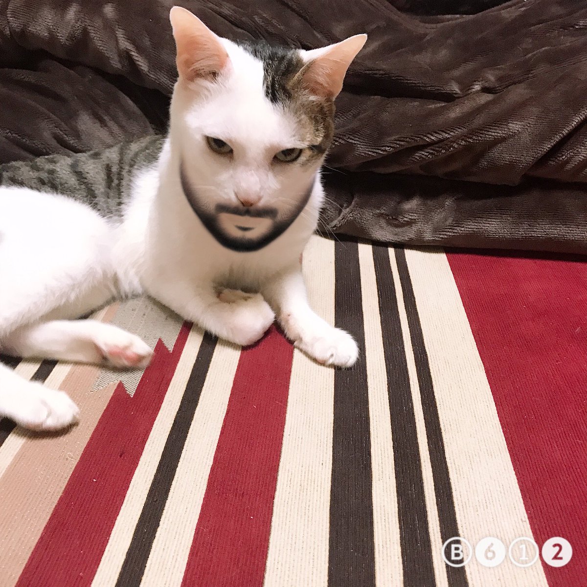 カメラの特殊フィルターを使って濃い顔になった猫ちゃん→人面猫すぎて