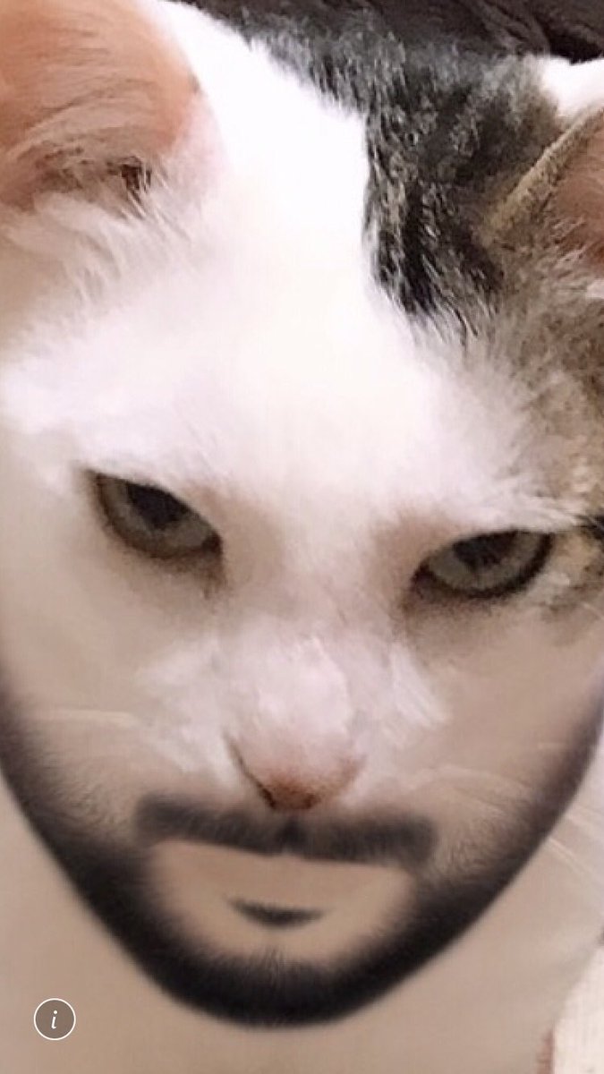 カメラの特殊フィルターを使って濃い顔になった猫ちゃん→人面猫すぎて 