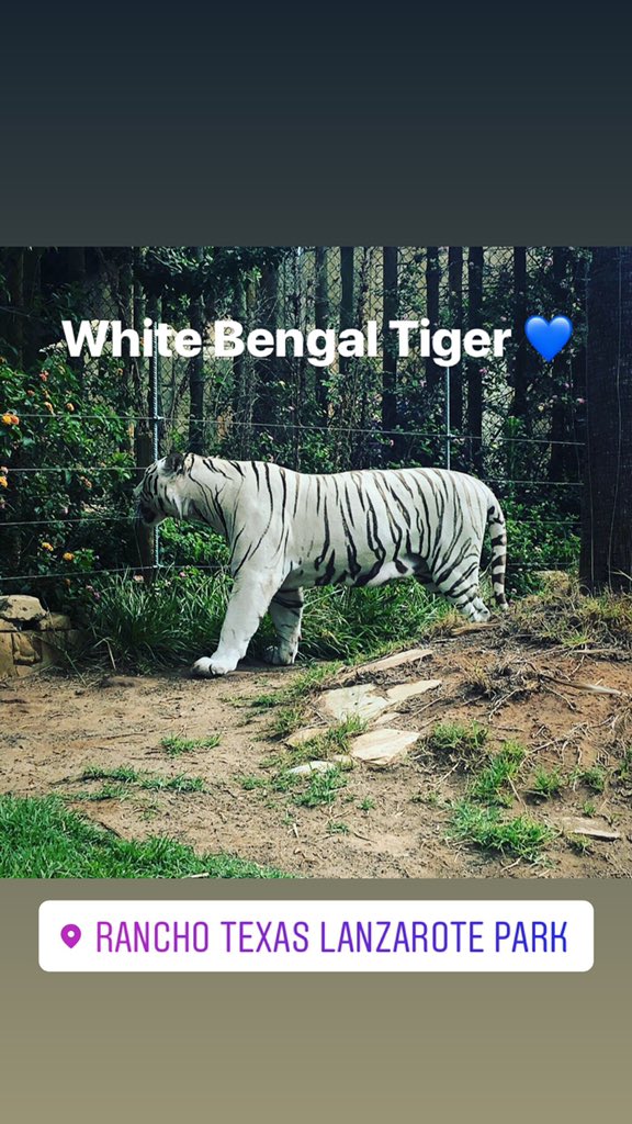 <a href="/RanchoTexasPark/">Rancho Texas Park</a> having the most amazing day and totally in awe of this handsome tiger! What a beauty 💙#Lanzarote #ranchotexas #honeymoon