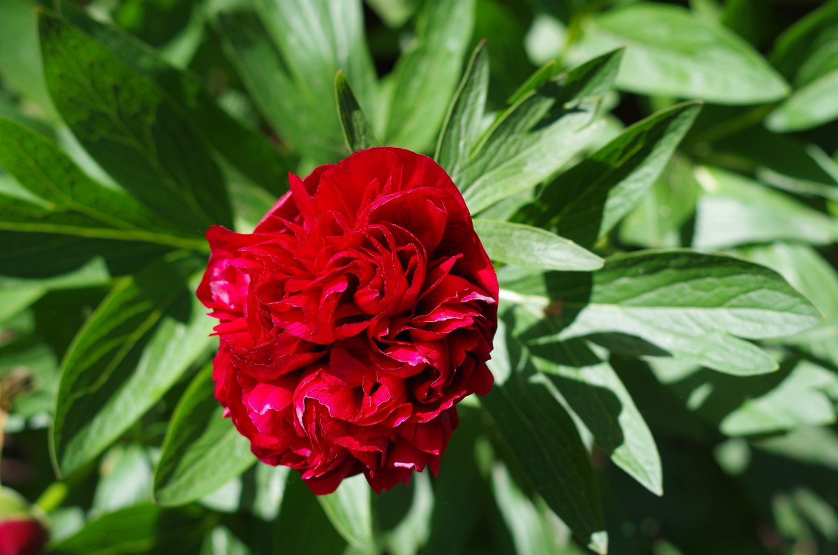 cate_meredith's tweet photo. My first peony of the season - finally.   Now where are my #roses?   #flowers #isthisspring? https://t.co/MMEx6bPzOT