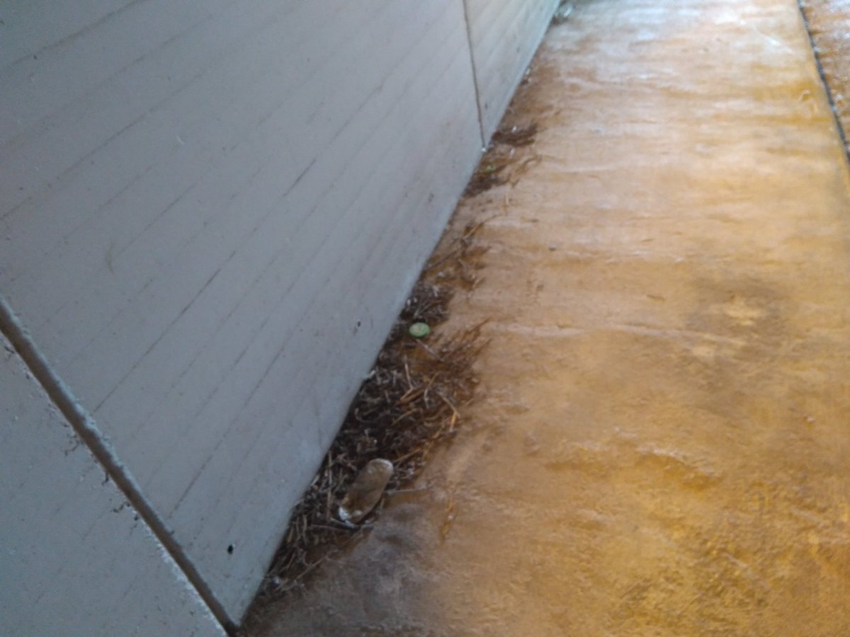 Hola otra vez <a href="/MuCSostenible/">Murcia Ciudad Sostenible</a> <a href="/AytoMurcia/">Ayuntamiento de Murcia</a> <a href="/Rebepl/">Rebeca Pérez</a>, el túnel sigue igual de sucio e insalubre ¿Tanto cuesta pasar una escoba y una manguera? ¿Con los impuestos que pagamos los vecinos no llega? Por favor, solución ya. Gracias #MurciaLimpia #NSM