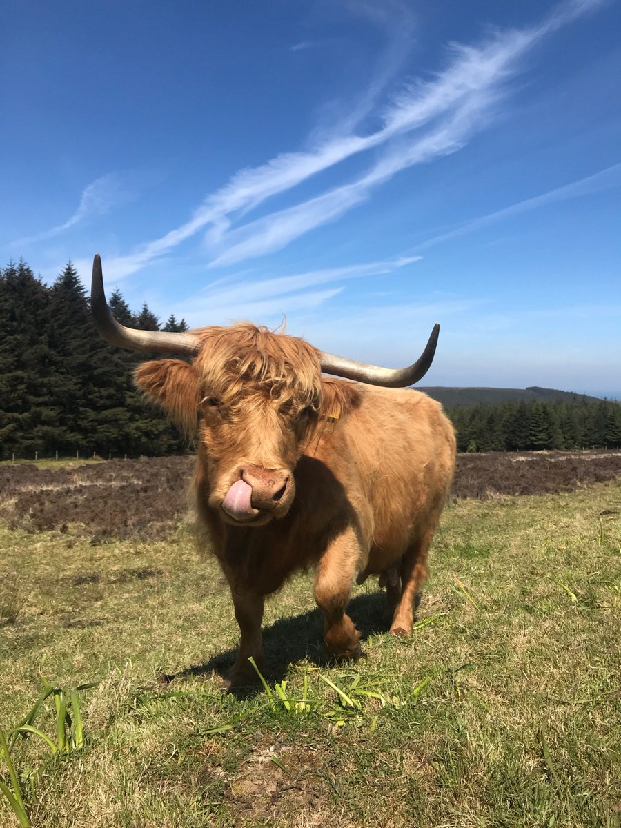 DavidSkillicorn's tweet photo. I'm loving the Highland cattle at Glen Rushen❤ #visitisleofman #loveiom #isleofman #iomstory #highlandcow #landscapephotography @visitisleofman @ourislandim https://t.co/e4jphR9iGy