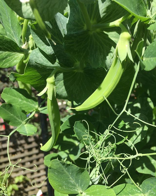 tatjana1o1's tweet photo. sweet peas are almost ready to harvest!
.
.
.
#sweetpea #gardening #hackneygarden #hackneygardener #garden #inmybackgarden #hackney #london #green #greenfingers #gardenstories #gardensofinstagram https://t.co/zFeBmZAf6G https://t.co/9kFlrSJYV2