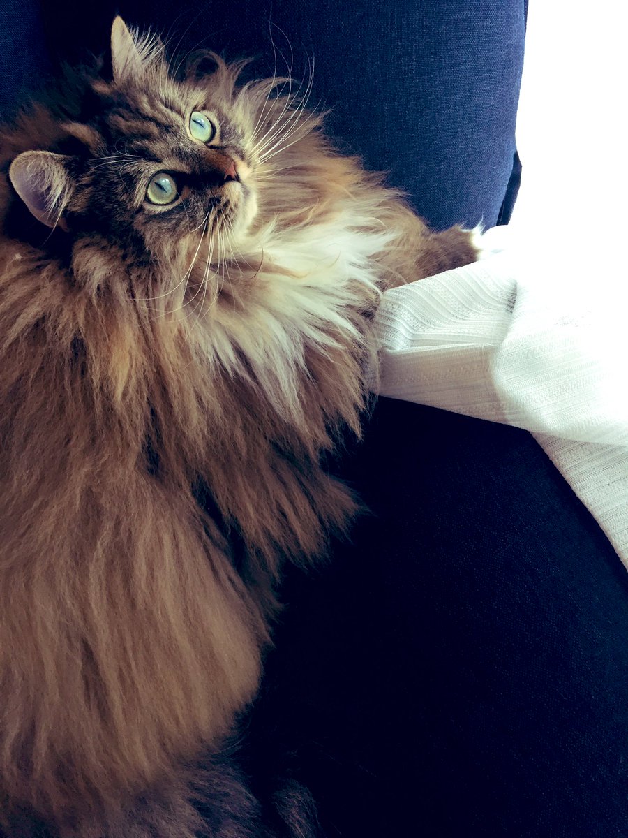 neginyan0717's tweet photo. 今日のねぎ🐱

 #ラガマフィン
 #猫のいる生活
 #猫好きさんとさんと繋がりたい https://t.co/OdSxhadPW1