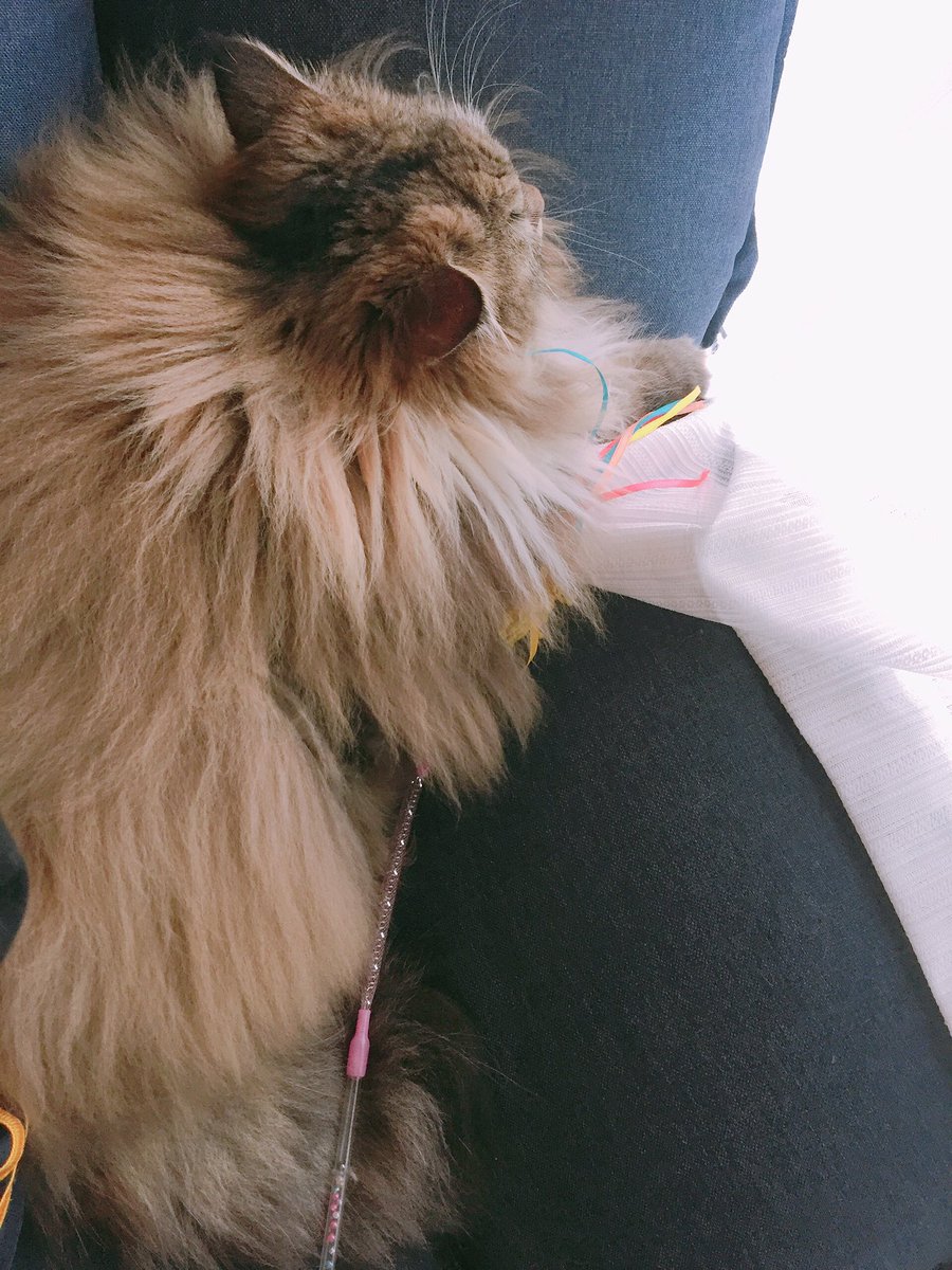 neginyan0717's tweet photo. 今日のねぎ🐱

 #ラガマフィン
 #猫のいる生活
 #猫好きさんとさんと繋がりたい https://t.co/OdSxhadPW1