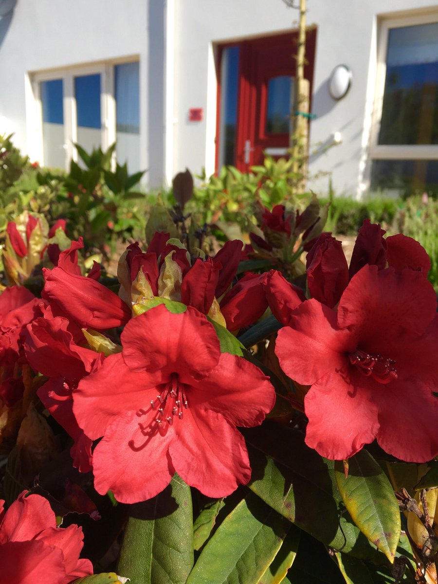 BallynoeHouse's tweet photo. Another sunny day in #Westcork. Mews 1 looking colour coordinated now the Rhododendrons are in flower. #bookdirect #selfcatering #loveireland #purecork #clonakilty #blueskies https://t.co/SqtoUOHmIK