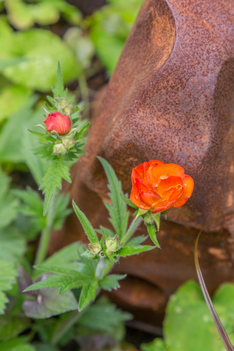 The wonderful Walker’s Forgotten Quarry Garden Silver medal winner <a href="/The_RHS/">The RHS</a>
#RHSChelsea 
Designed by Graham Bodle <a href="/walkersevents/">WalkersNurseries</a>