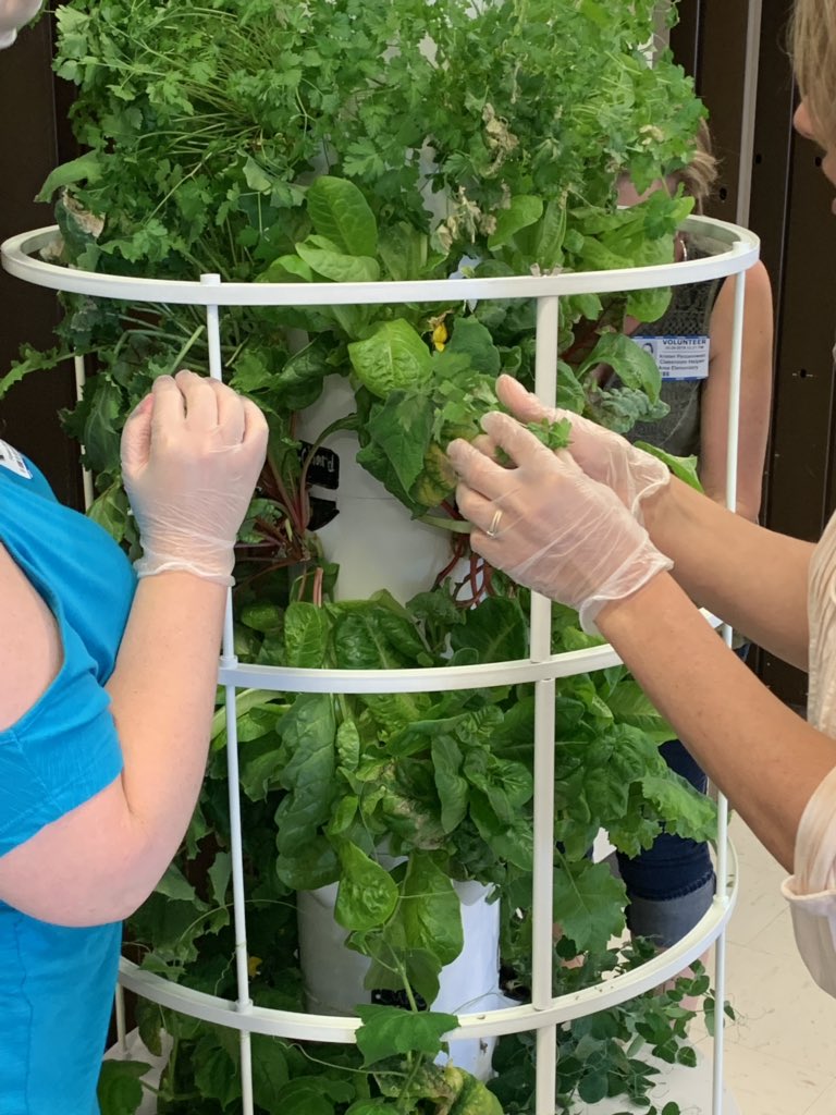 lanie0821's tweet photo. We harvested our Tower Garden! We got to eat a healthy salad and pizza made from the veggies we grew! https://t.co/SdvlgcSCjT