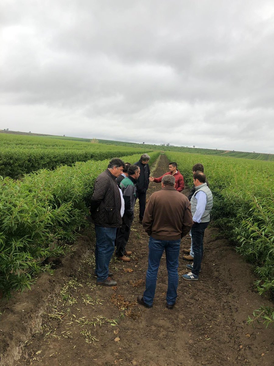 Agromillora tweet media