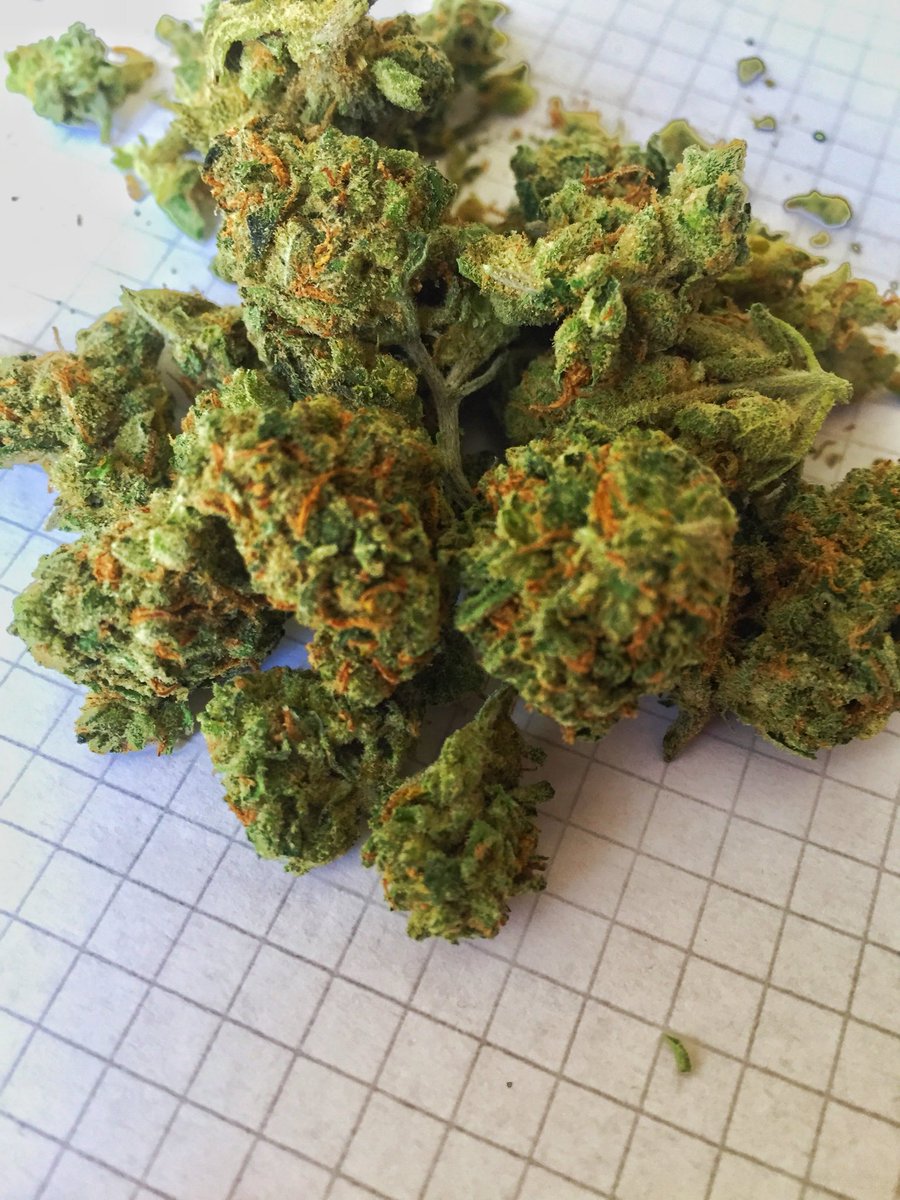 ParisWeed's tweet photo. Que dla frappe ojd 🔥🔥 orange kush tout juste arrivé 🍁🍁 https://t.co/J4OVkggGJL