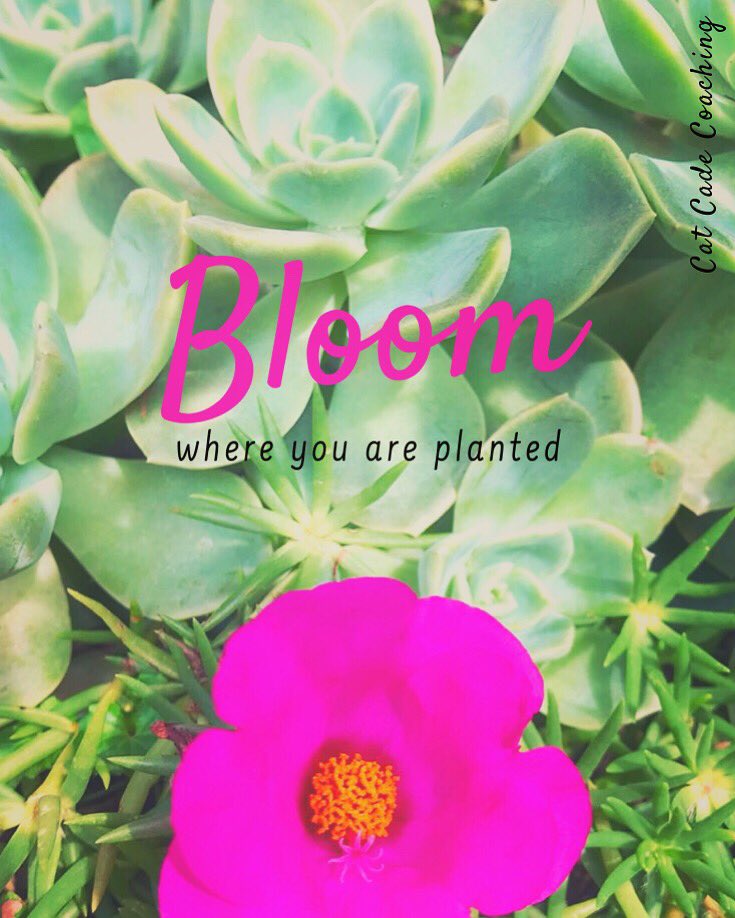 Cat_Cade's tweet photo. Wherever you find yourself today, whoever you find yourself in contact with, and however you’re feeling inside - let the beauty you have inside blossom. 
Smile. 
Be kind. 
Be grateful. 
It will make a difference, not only to you, but to the world. 
 #yourchoice #catcadecoaching https://t.co/n3Vf5pKPRC