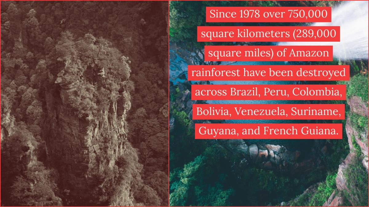 IsRainforest's tweet photo. The Amazon Rainforest is going to disappear forever if we don't put an end to deforestation and help to rebuild. #SAVETHEAMAZON https://t.co/bxuqLFMMca