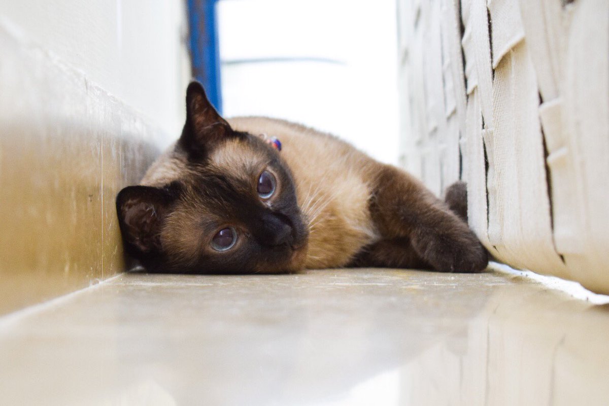 LahoreCatLady's tweet photo. Day 4 of Paws in hiding.
#catboarding #cats #lahorecatlady #lahorecats #catsofinstagram #cat #catsoflahore https://t.co/ibPamMv4TM