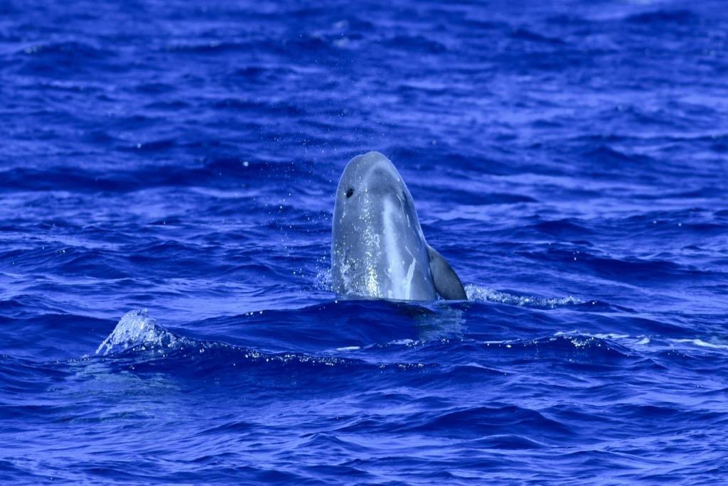 First Risso’s dolphin sighting of 2019 yesterday in Cabrera Archipelago National Park (Spain). Photos by Beat von Niederhaeusern. #dolphins #research #Baleares
