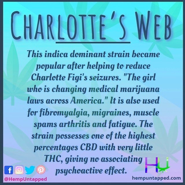 HempUntapped's tweet photo. Charlotte's Web is a high CBD low THC indica strain, that rose to prominence after reducing epileptic seizures for a little girl called Charlotte Figi.

#cannabis #hemp #LegalizeIt #cbd https://t.co/NFOlR4s0gh