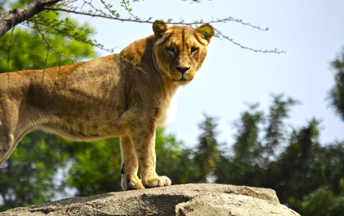 ¿Pensando en visitar BIOPARC Valencia? Os recordamos que durante el mes de junio el horario es de 10h a 20h.

Las taquillas permanecerán abiertas hasta media hora antes del cierre. Acceso al parque: hasta una hora antes del cierre de BIOPARC + Info bioparcvalencia.es/prepara-tu-vis…