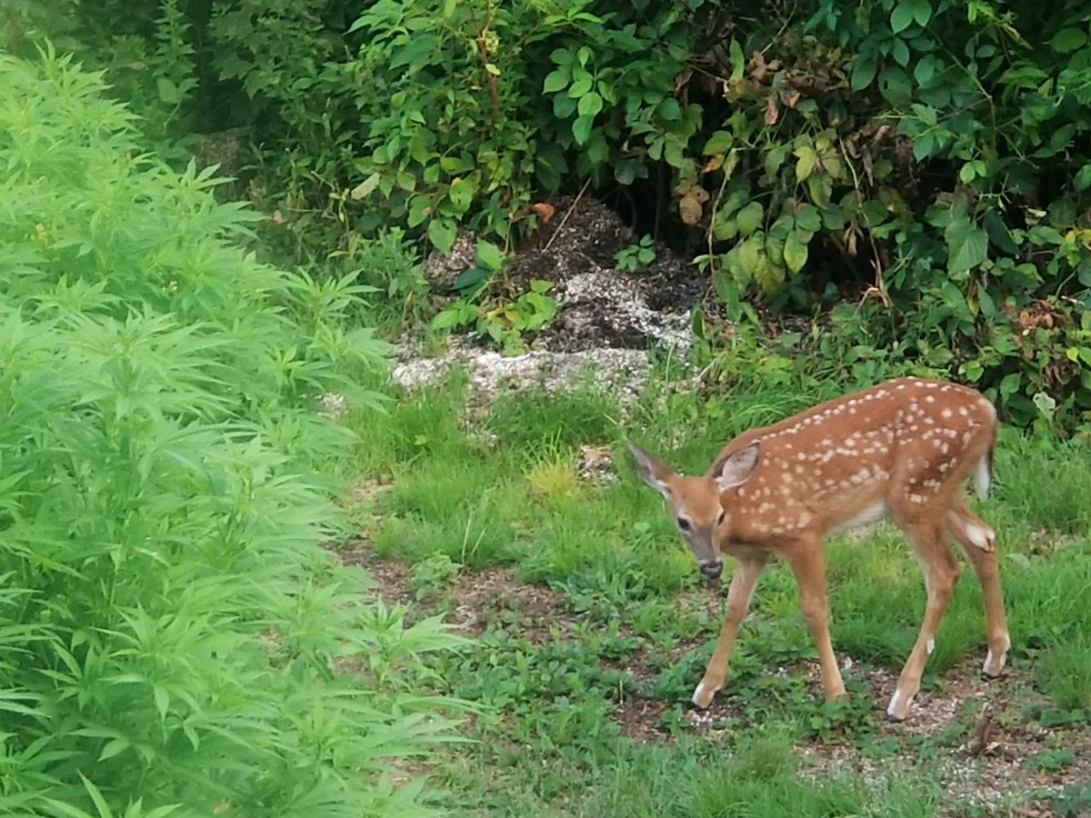 SeedBankME's tweet photo. Deer with our #Phoenix3
#Cannabis https://t.co/k005erOmp8
