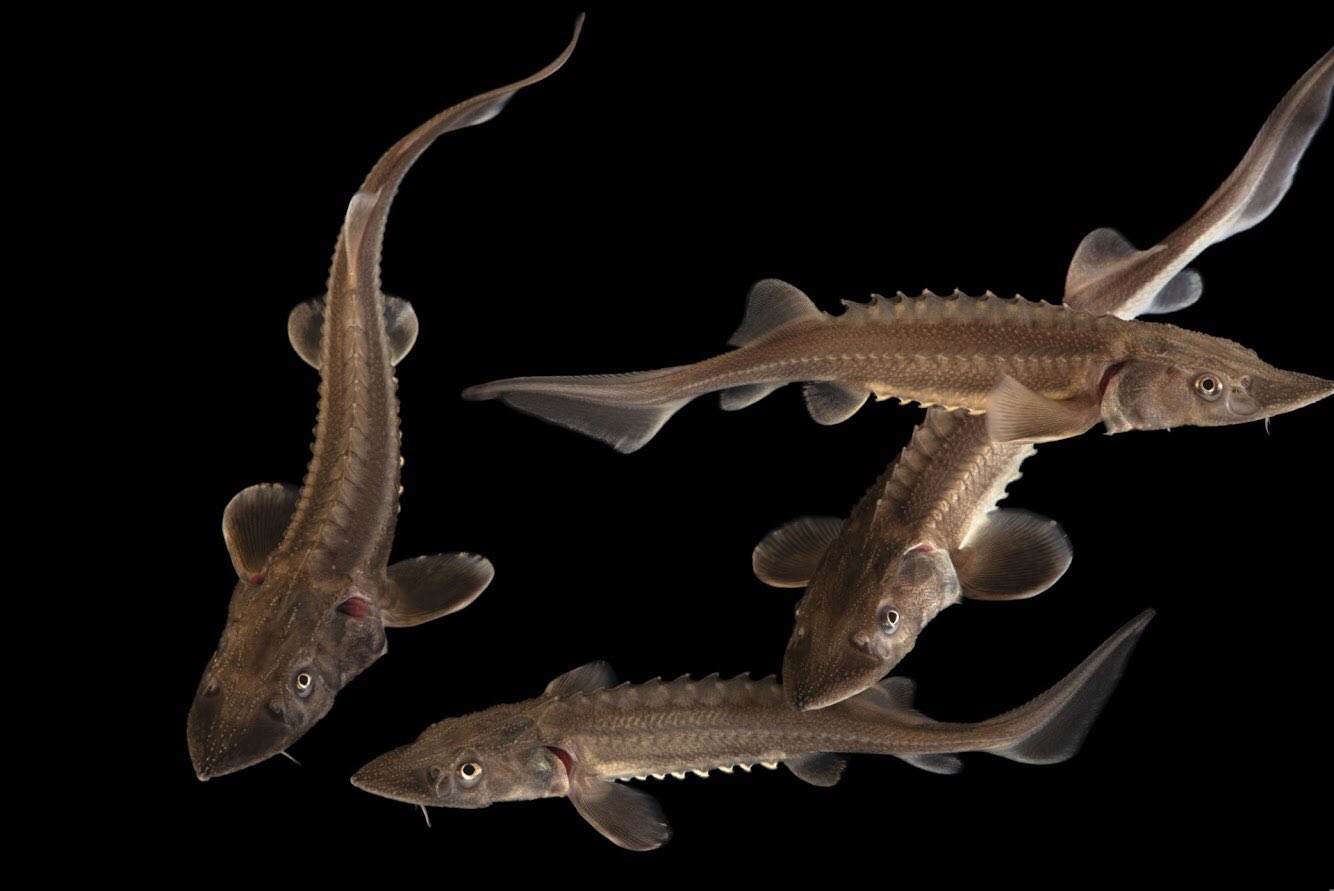 Joel Sartore on X: The white sturgeon is North America's largest