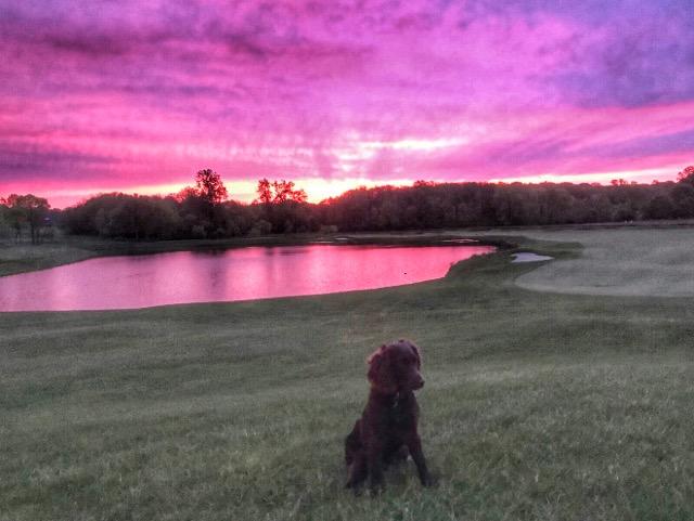 ChathamAgronomy's tweet photo. Picturesque morning here at Chatham! Julep with the pose over #12. @DogsOfTurf https://t.co/I0ipOekgOs