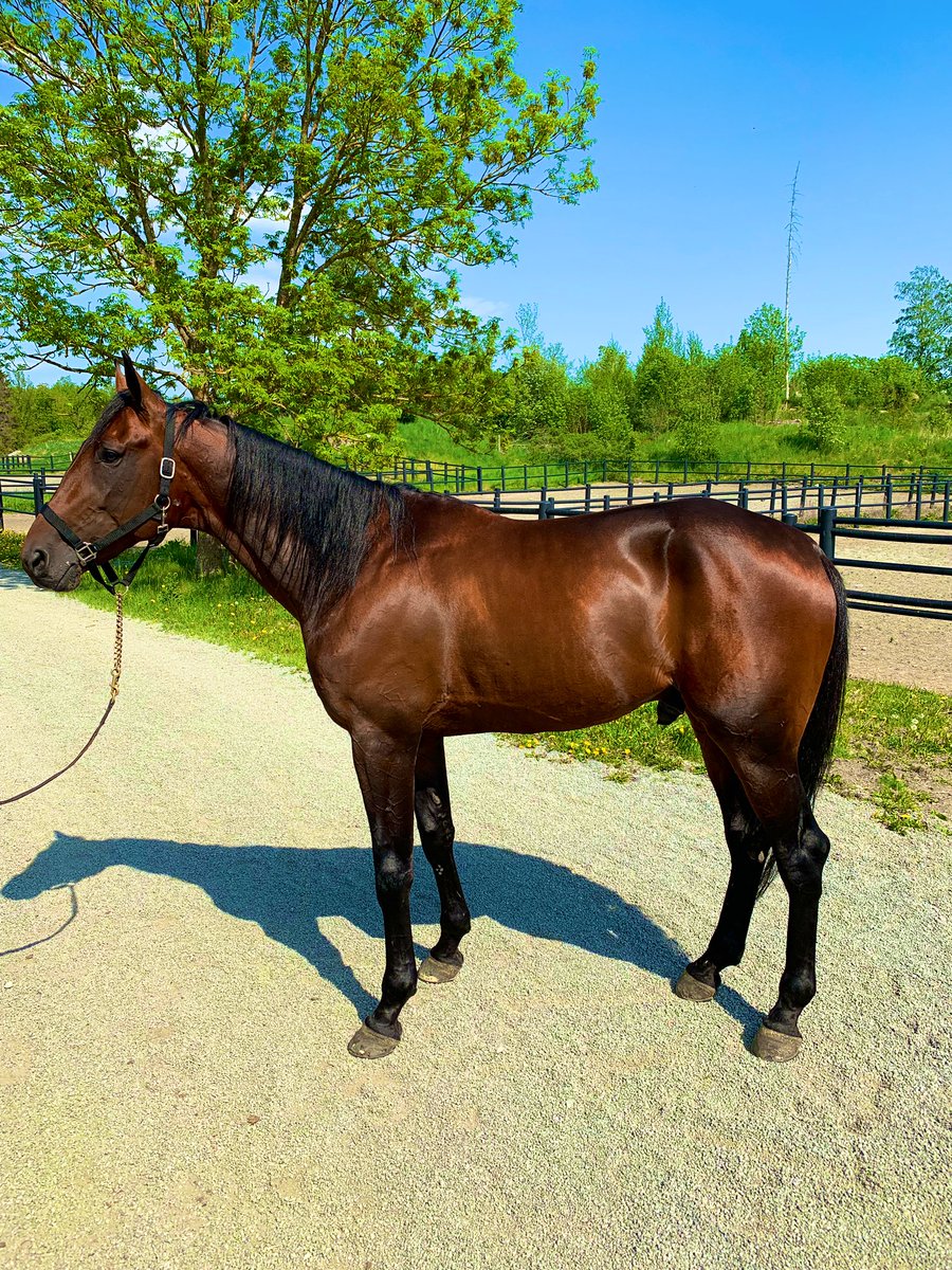 Hill Street (Muscle Hill-ThinkTwice) spännande häst när pusslet är färdiglagt 😁🤩