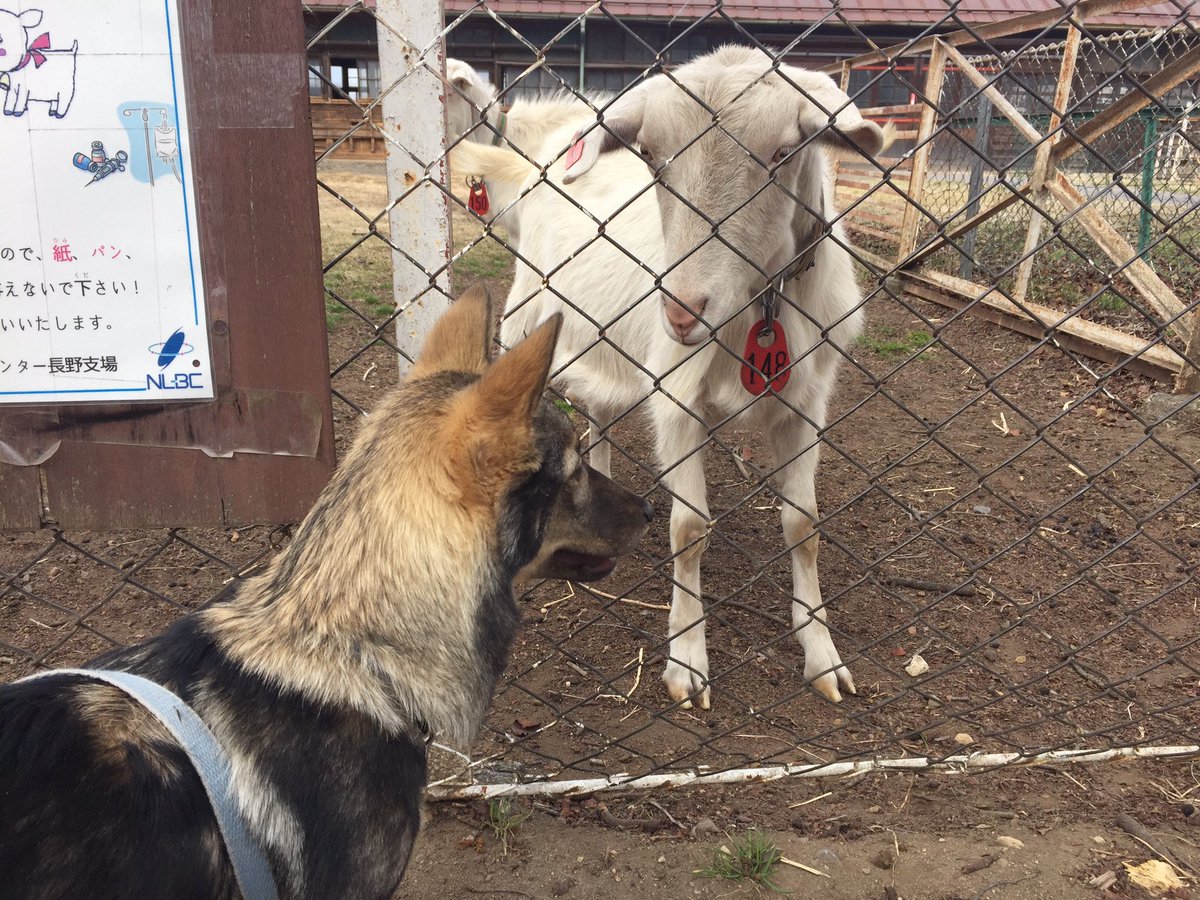 ミコ 四国犬mix A Twitter 5ヶ月の頃のミコ 初めて牧場でヤギさんとご対面 一緒に走り回りたかったのか 一生懸命 柵の中に下から潜って入ろうとしてた で まったりお家のソファであご乗せてリラックス 何かちょうだいのポーズでもある 笑 四国犬