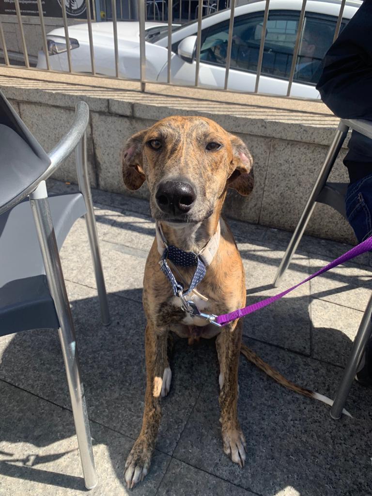 urodev's tweet photo. Os presentamos a Sheldon, un perro precioso y muy bueno que hoy ha venido a visitarnos a la oficina. Está buscando un hogar, ¿Quieres ser su familia? #perrosenadopcion #zaragoza https://t.co/yGfSrgTSyA
