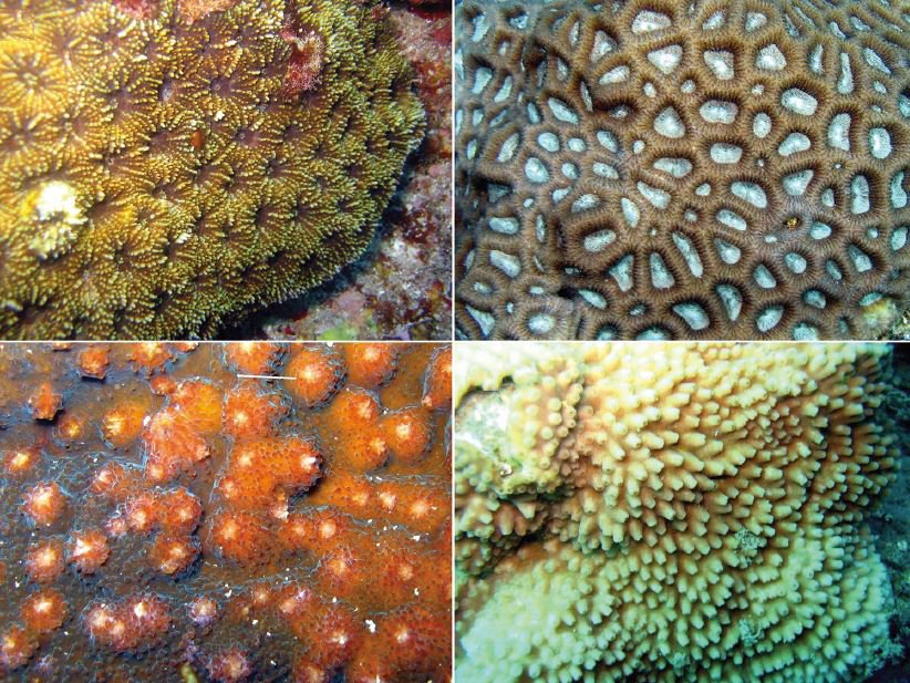 ZooKeys_Journal's tweet photo. The Stony #Corals of American #Sāmoa: 342 present/possibly present species, incl.:
▫️6 with a range extension 
▫️90 from mesophotic depths (30–150 m)
▫️4 species new regional records [pictured] 

Annotated checklist: https://t.co/54eynwP4m7.
#Cnidaria #Biodiversity #MarineSpecies https://t.co/4BxERePBi7