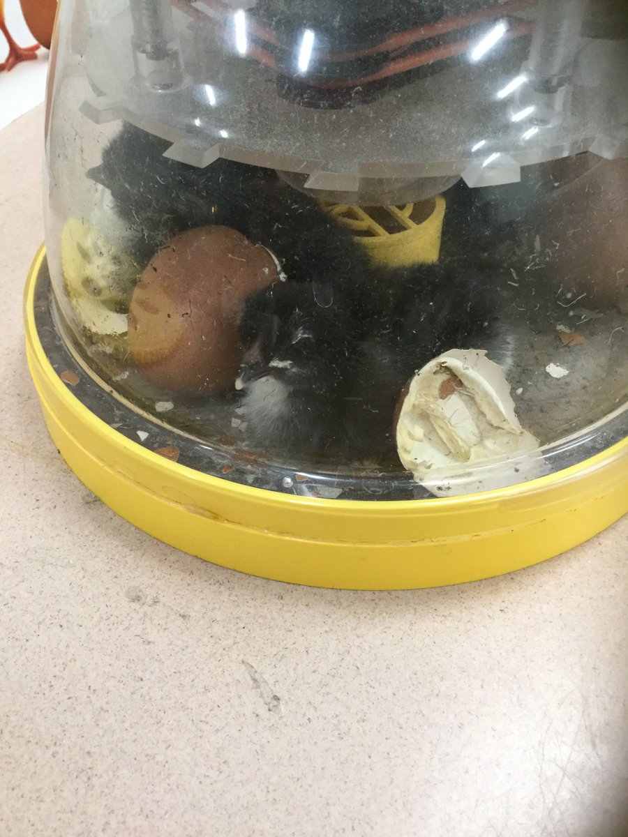 EESDLandT's tweet photo. 2nd graders explore life cycles of hatching chicks from #MorganCreekFarm in the incubators, mealworms and beetles and add to their penguin measurement displays of student learning @EphesusElem @chccs #ScienceisaVerb #LearningFromLocalFarms
#Sci2L1 #Sci2L12 https://t.co/lvqkHFYxIp