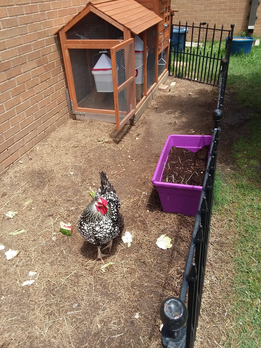 njkrueger's tweet photo. Pepper the school chicken @JustinJags is enjoying some watermelon after our #SeedSpitting activity in #Room609
@ksuarez28
@NorthwestISD https://t.co/brSiNMfdrk