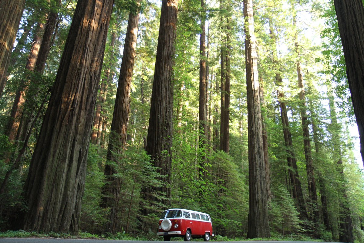 cvalhouli's tweet photo. To fully appreciate the majesty of California's redwoods, you need to see them in person. Here's how to do it on a budget https://t.co/dn0BOj16oM @ShermansTravel @VisitCaIifornia #humboldtcounty #mendocino #sonomacounty #spinstersisters  #norcal #santarosa  #astromotel https://t.co/2x94pQWPkJ