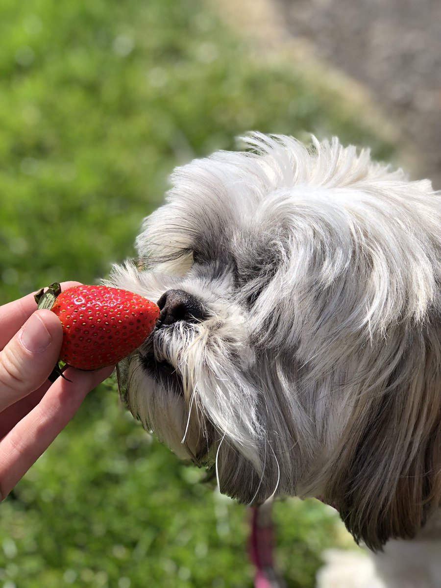 🍓🍓   <a href="/PetsatHome/">Pets at Home</a> #VIPmischief