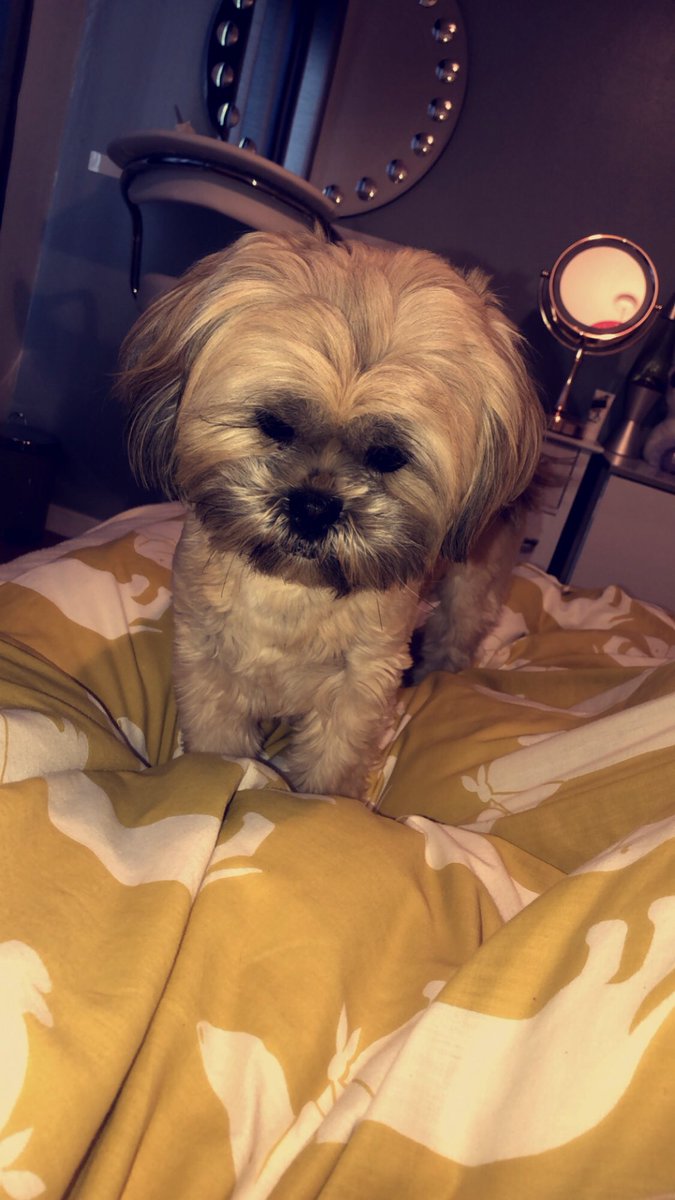 📸📸 <a href="/PetsatHome/">Pets at Home</a> #VIPmischief