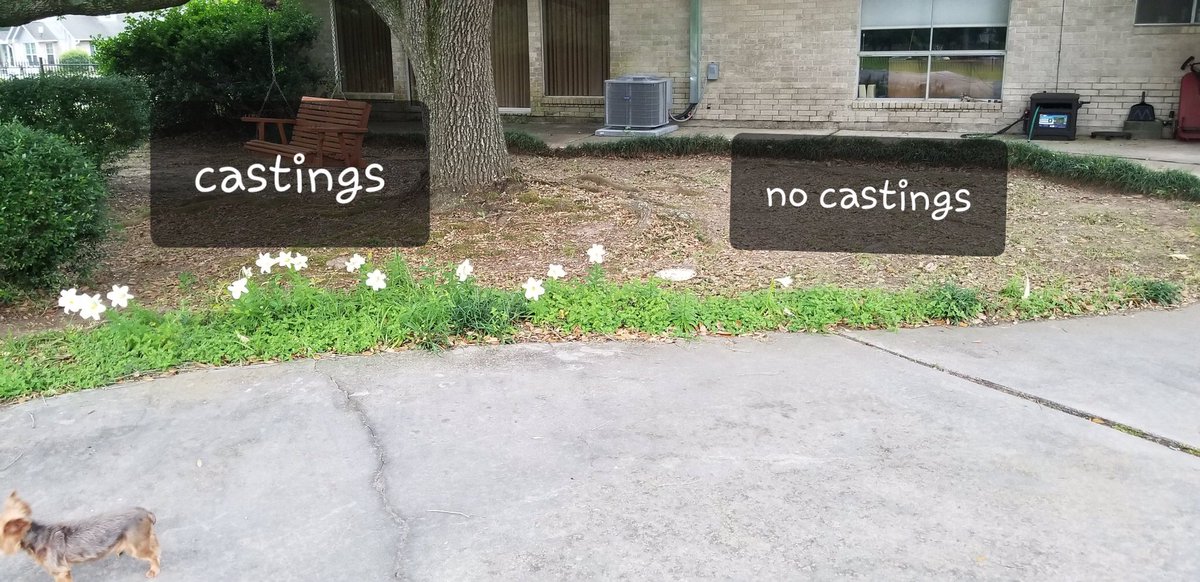 magicwormranch's tweet image. Easter lilies with and without our MAGIC Earthworm Castings. Sent by M. Staley, Plantersville TX #wormcastings #nutrientrich #soilamendments #organic #soilfoodweb #soilhealth #planthealth #plantfood #feedyoursoil #wormpoop #microbes #garden #landscape #local #omrilisted #gotexan