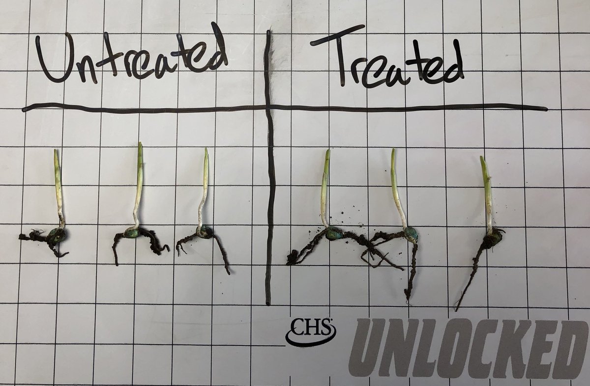 AlexLove25's tweet photo. Great to see early differences between seed treated with Unlocked versus without. Unlocked can bring accelerated germination, emergence, and growth! #AllegiantSeed #plant19 @CHSRochester @CHSAgronomy https://t.co/3XOTnzeKfW