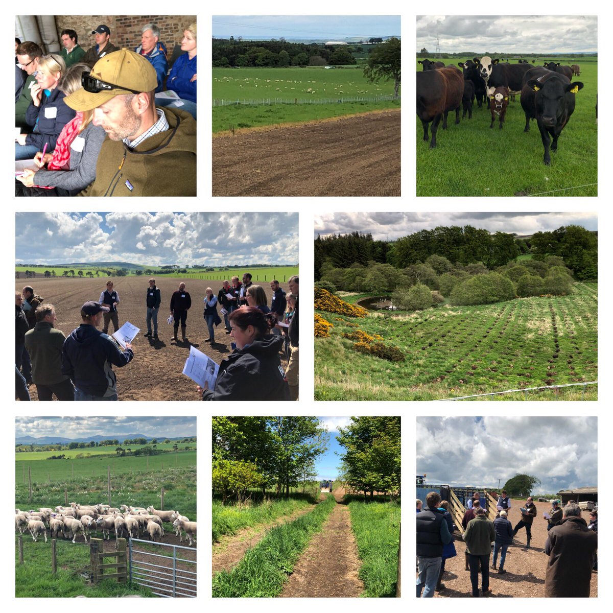 SharonFlanigan_'s tweet photo. Disappointed to miss the #FarmDemo Conference, but great day with @lothiansmonitor #livestock  farmers #technograzing #agrienvironment #peertopeer #discussion #farmtour #cattle 🐄#sheep 🐑 #bbq @PLAID_project @HuttonSEGS https://t.co/wuZKJ4I1Pg