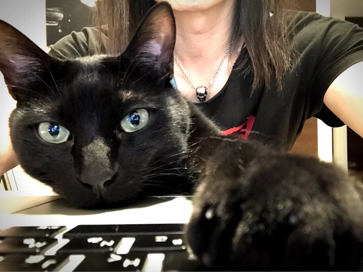 Tweet おもしろ画像 Twitterで話題のかわいい猫画像ツイートまとめ ねこ ネコ Naver まとめ