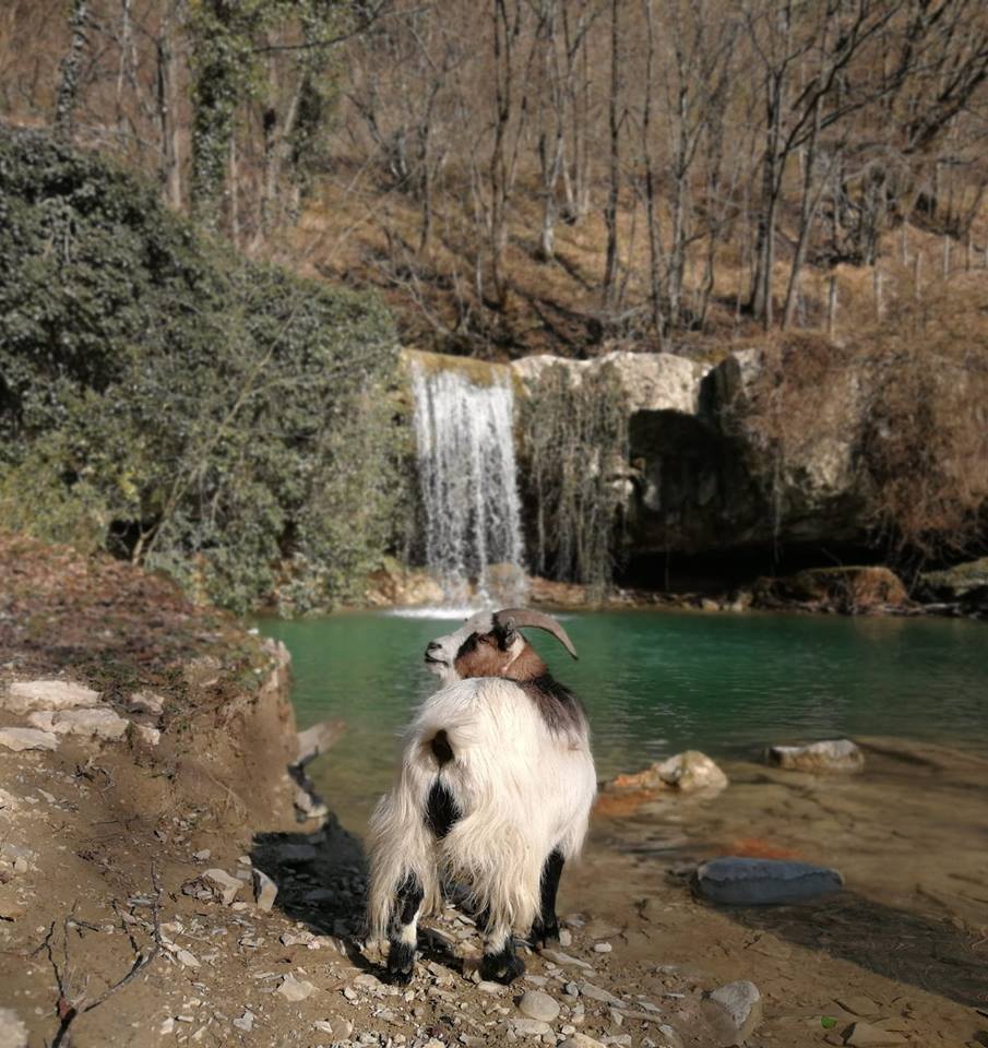 ★GOLOGORIČKI DOL★
How would you name the cute creature from the picture? 🐐
📸Milan Zvečevac
#animals #nature #cute #croatia #essenceofcroatia #photooftheday #beautiful