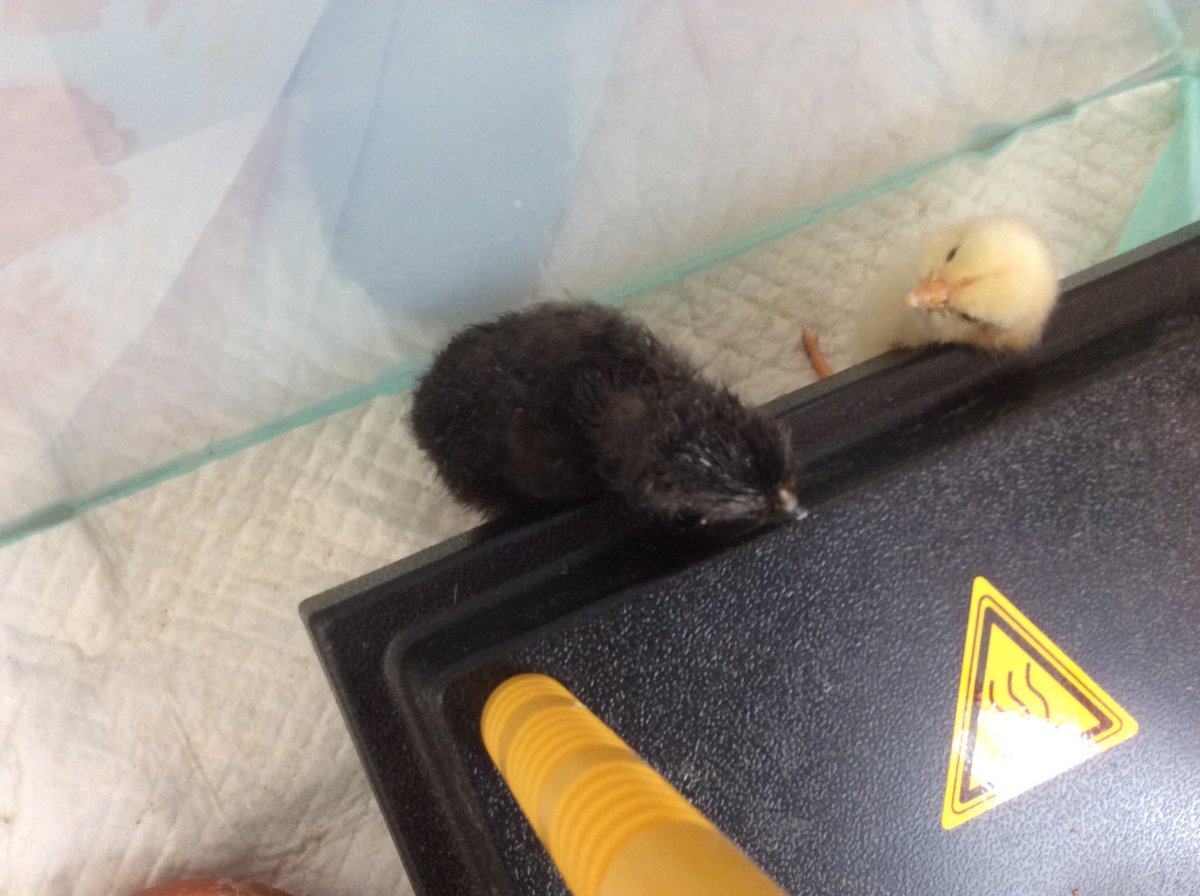 St Cedd's C of E tweet media