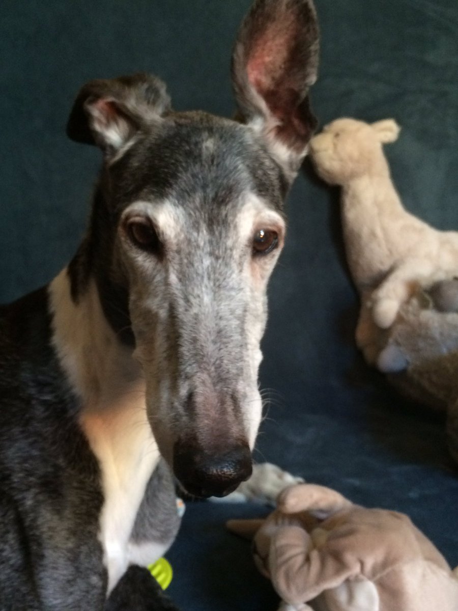 LaFrenchGlo's tweet photo. #HappyBirthday Fany, 16 yo today. 🎂❤️❤️❤️❤️❤️❤️❤️❤️❤️❤️❤️❤️❤️❤️❤️❤️
Je n’ai jamais mis autant de bougies sur un gâteau d’anniversaire! #Galgo #MultiCh. #UfanaDelSayadElGazel #StayWithUsForever https://t.co/sWlHnivuKP