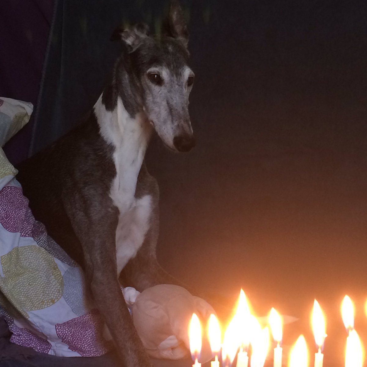 LaFrenchGlo's tweet photo. #HappyBirthday Fany, 16 yo today. 🎂❤️❤️❤️❤️❤️❤️❤️❤️❤️❤️❤️❤️❤️❤️❤️❤️
Je n’ai jamais mis autant de bougies sur un gâteau d’anniversaire! #Galgo #MultiCh. #UfanaDelSayadElGazel #StayWithUsForever https://t.co/sWlHnivuKP