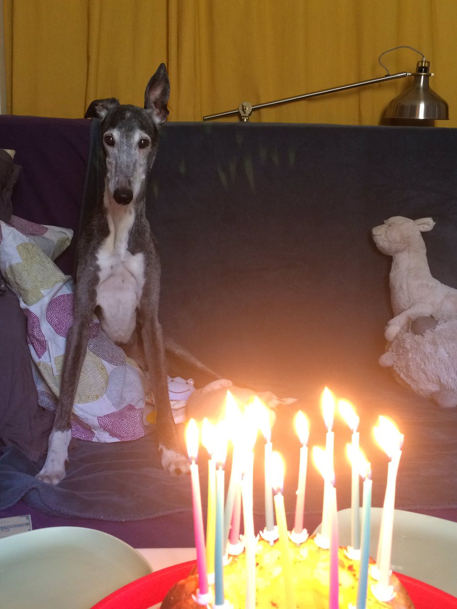 LaFrenchGlo's tweet photo. #HappyBirthday Fany, 16 yo today. 🎂❤️❤️❤️❤️❤️❤️❤️❤️❤️❤️❤️❤️❤️❤️❤️❤️
Je n’ai jamais mis autant de bougies sur un gâteau d’anniversaire! #Galgo #MultiCh. #UfanaDelSayadElGazel #StayWithUsForever https://t.co/sWlHnivuKP