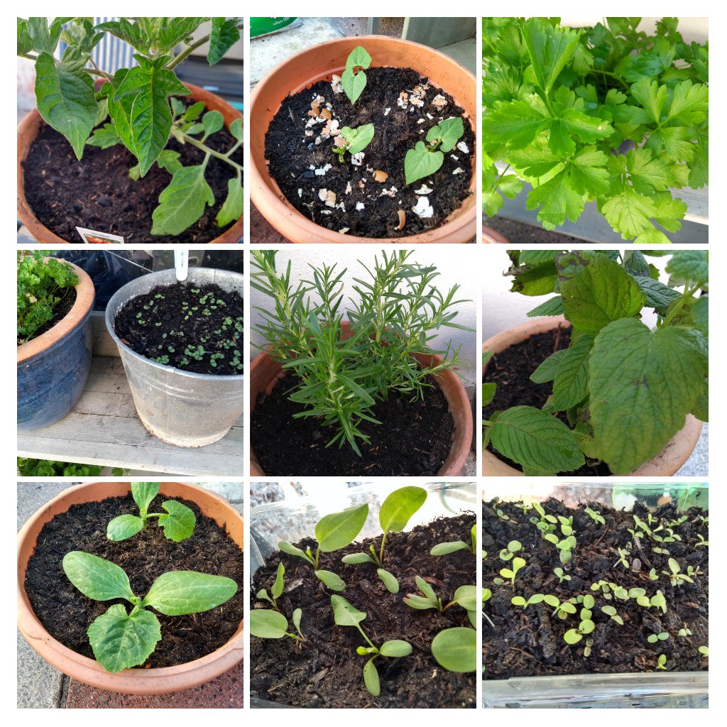 StLukes_PHB's tweet photo. Winding down from a busy day by talking to my plants 🙂💚🌱
#smallgreenspace #growyourown #mentalhealthawareness https://t.co/53r4gDAsLJ