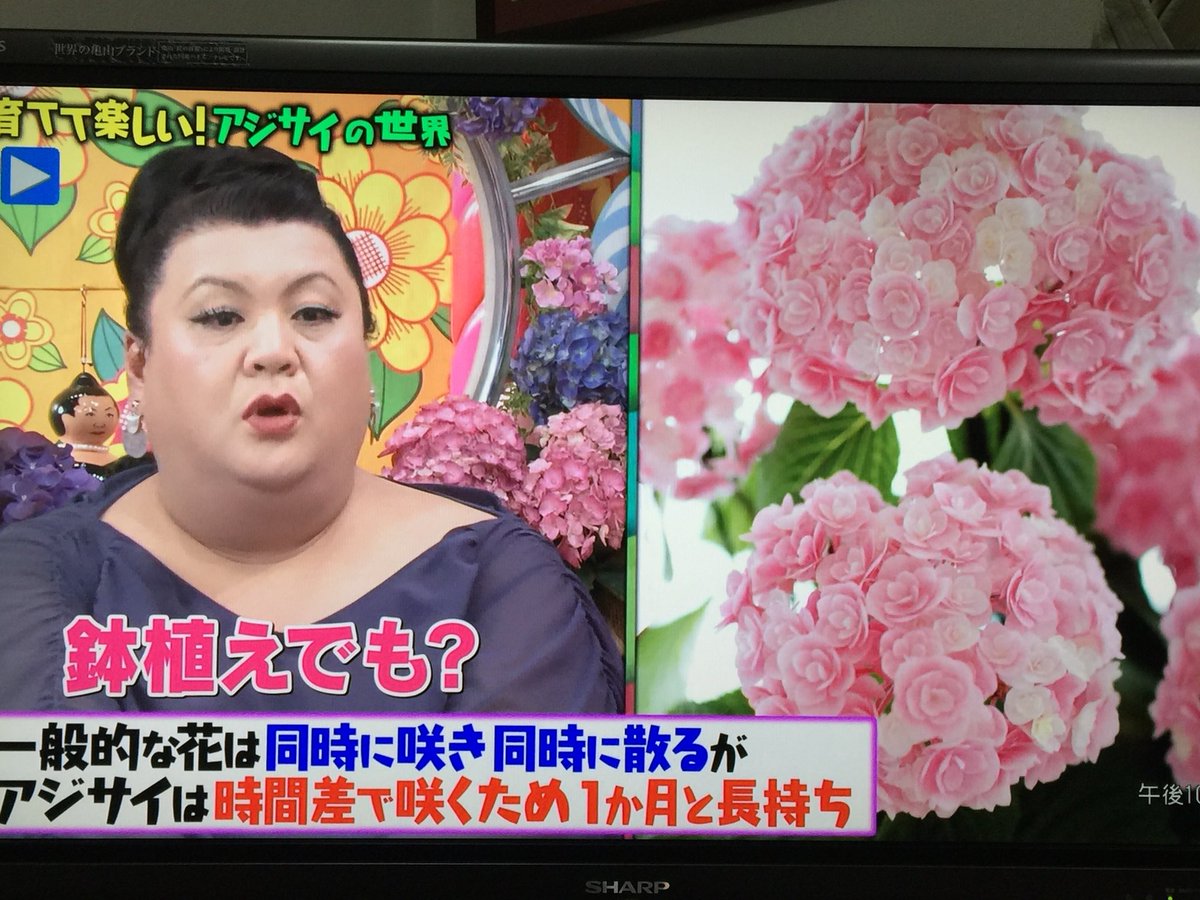 19年5月21日 マツコの知らない世界で アジサイ が話題に トレンドアットtv 19年5月21日 マツコの知らない世界で アジサイ が話題に トレンドアットtv
