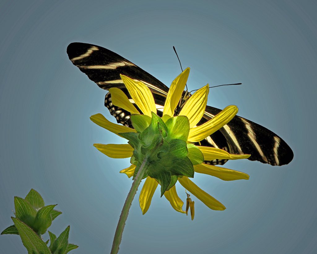 lakegov's tweet photo. “Just living is not enough," said the butterfly, "one must have sunshine, freedom and a little flower."
-Hans Christian Andersen
Good Morning from PEAR Park in Lake County!
#ThisIsLakeCounty #RealFloridaRealClose #LakeCountyFL https://t.co/N8MX77OtuT