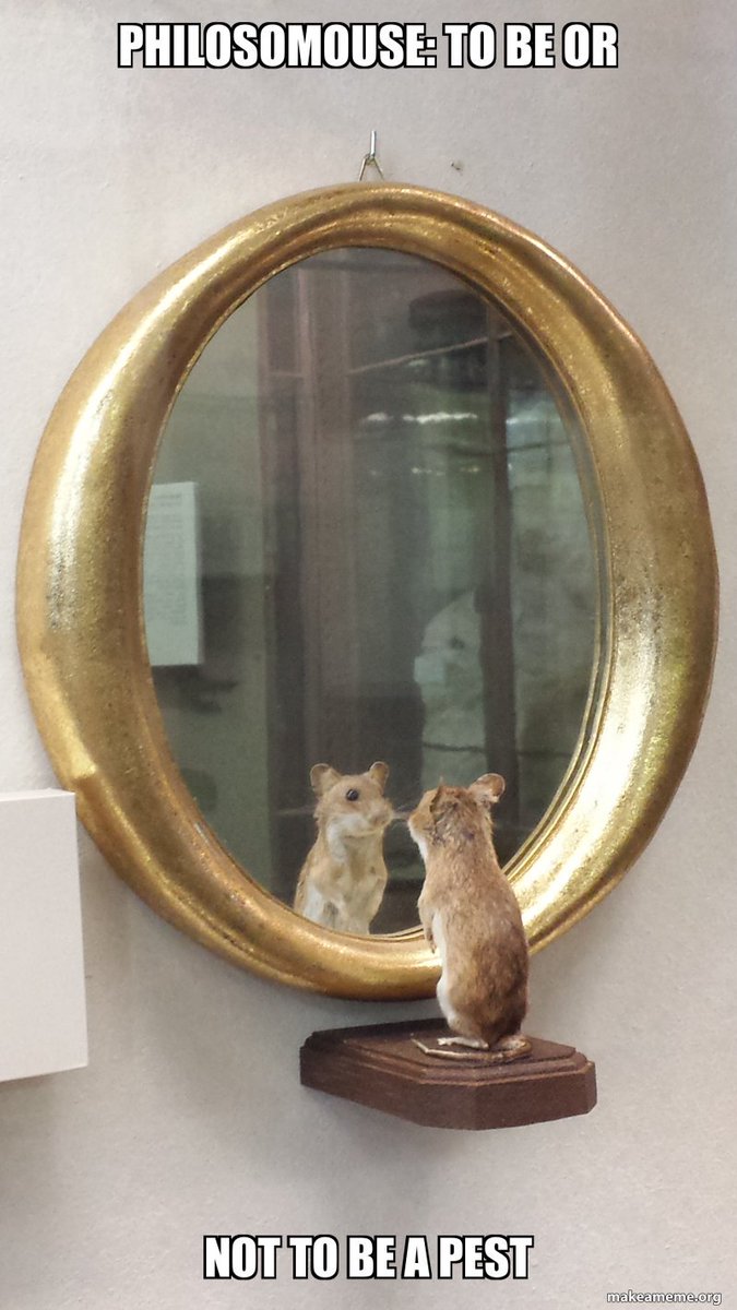 Stella Oppl tweet media