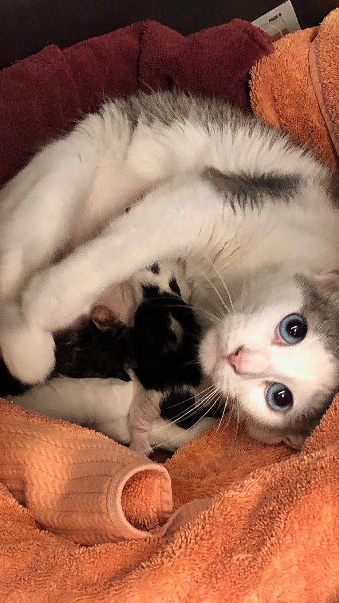 cprRescue's tweet photo. Blueberry and her kittens, Blackberry and Raspberry, need a foster home with no other pets.  Other animals make mom nervous.  Please apply to foster today, if you live near the 60631 zip code &amp; can help this precious family:  https://t.co/Ih3Yezx1Pz.  Please share this post! #cpr https://t.co/G7KcPQul0A