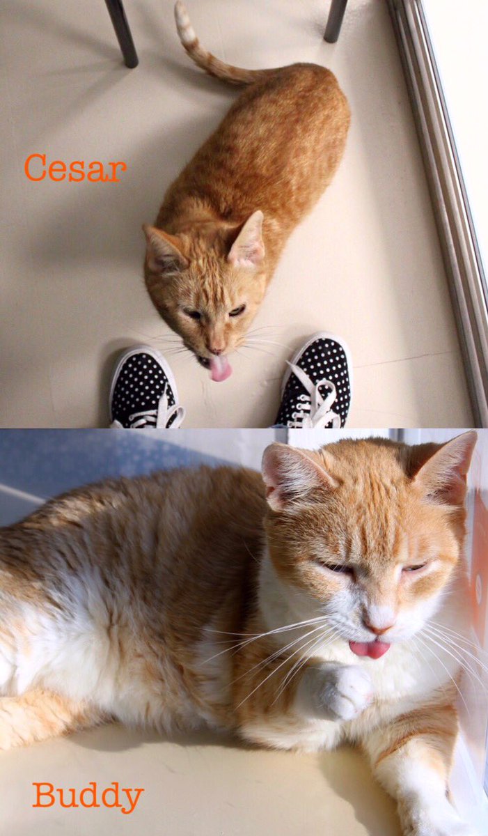 KarmaCatZenDog's tweet photo. Handsome seniors Cesar & Buddy are celebrating #TongueOutTuesday! Who do you think did it better? Vote for your favorite ginger sweetheart in the comments. Both of these distinguished gentlemen’s adoption donations are sponsored by generous donors! #adoptlove #seniorpetsrule https://t.co/MljL2hl1zS