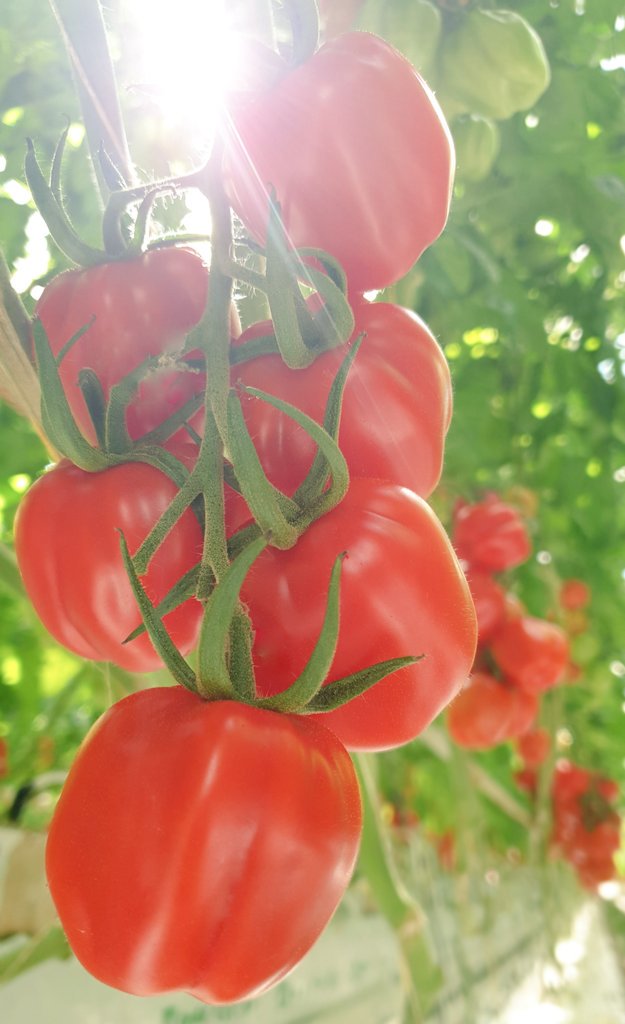 The_GH_Growers's tweet photo. Taking pictures of our #RubyJewel is always a pleasure because it is so photogenic 🍅 #BTF19 #britishtomatoes #sainsburys https://t.co/q6R5tWYdcT