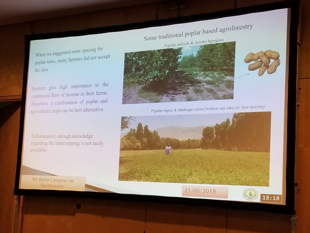 raju_aafc's tweet photo. #agroforestry2019 Farhad Asadi #Iran spoke about #intercropping of #poplar and alfalfa @EURAF_AF @ICRAF @AFTAgroforestry https://t.co/tWc9q8KSDM